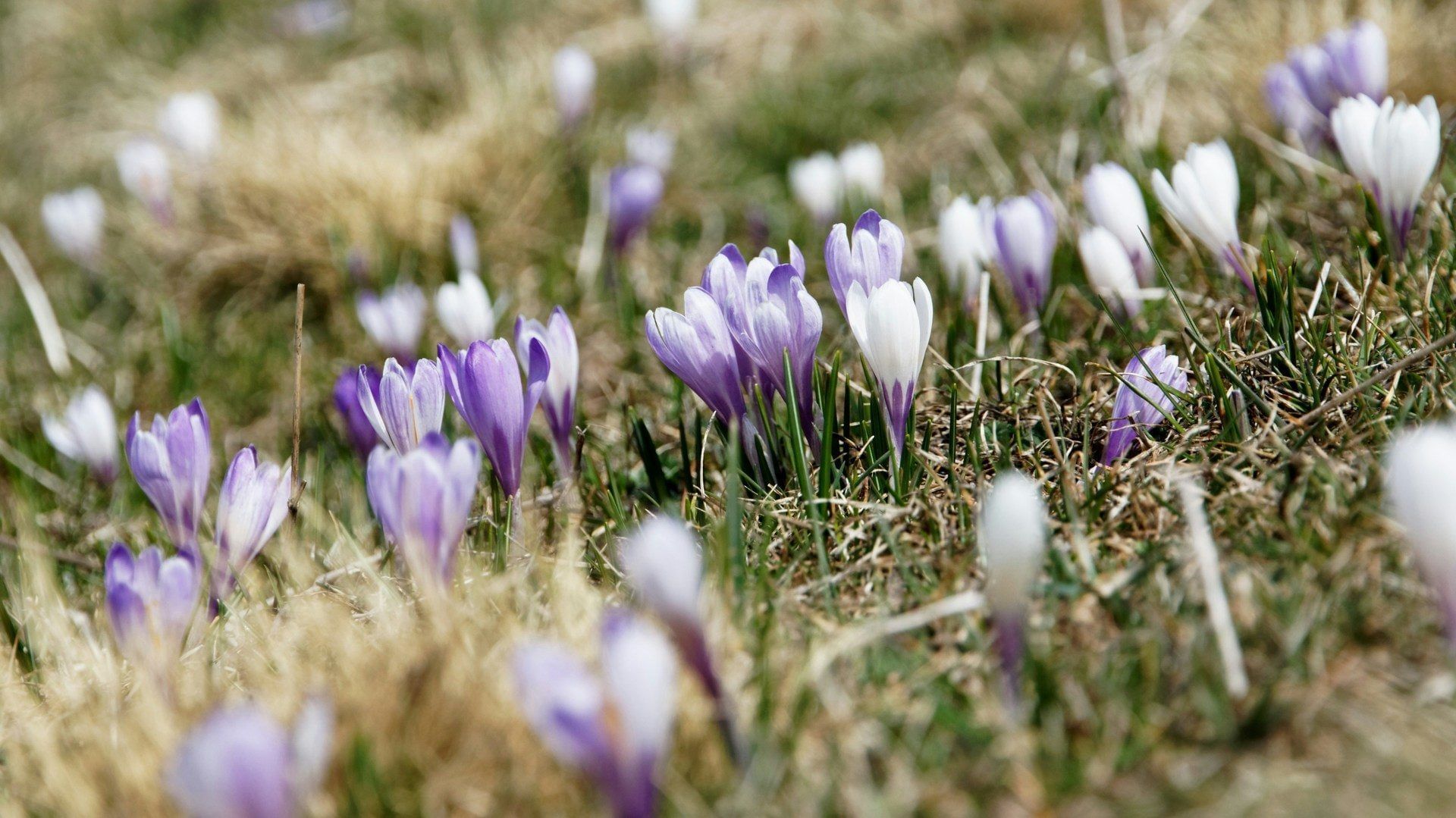 Lila und weiße Frühlingsblumen blühen auf einem Rasen mit grünem und braunem Gras.