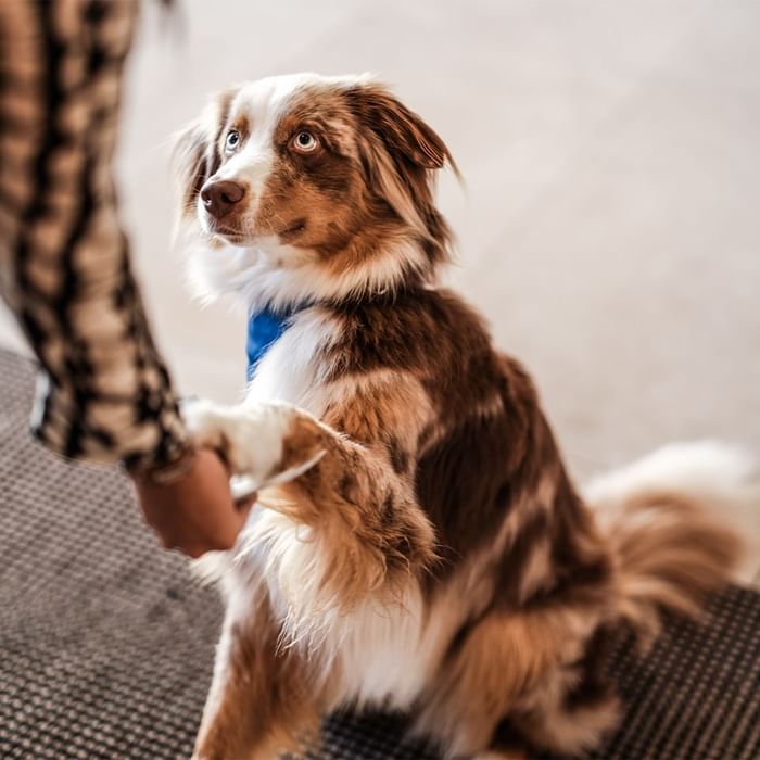Australian Shepherd looking up with its paw on a person's hand at Falkensteiner Hotels & Residences