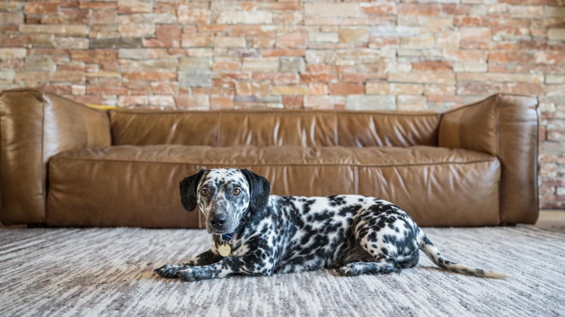 A pet dog laying down in front of a brown leather couch at Falkensteiner Hotels & Residences